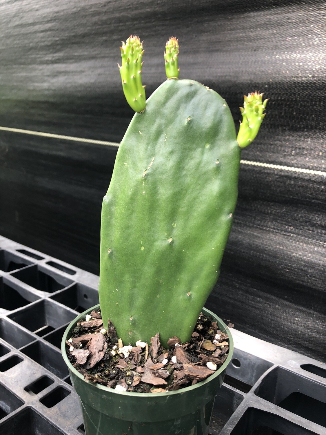 Cactus: Spineless Prickly Pear (Nopales, Opuntia ficus-indica) 4"