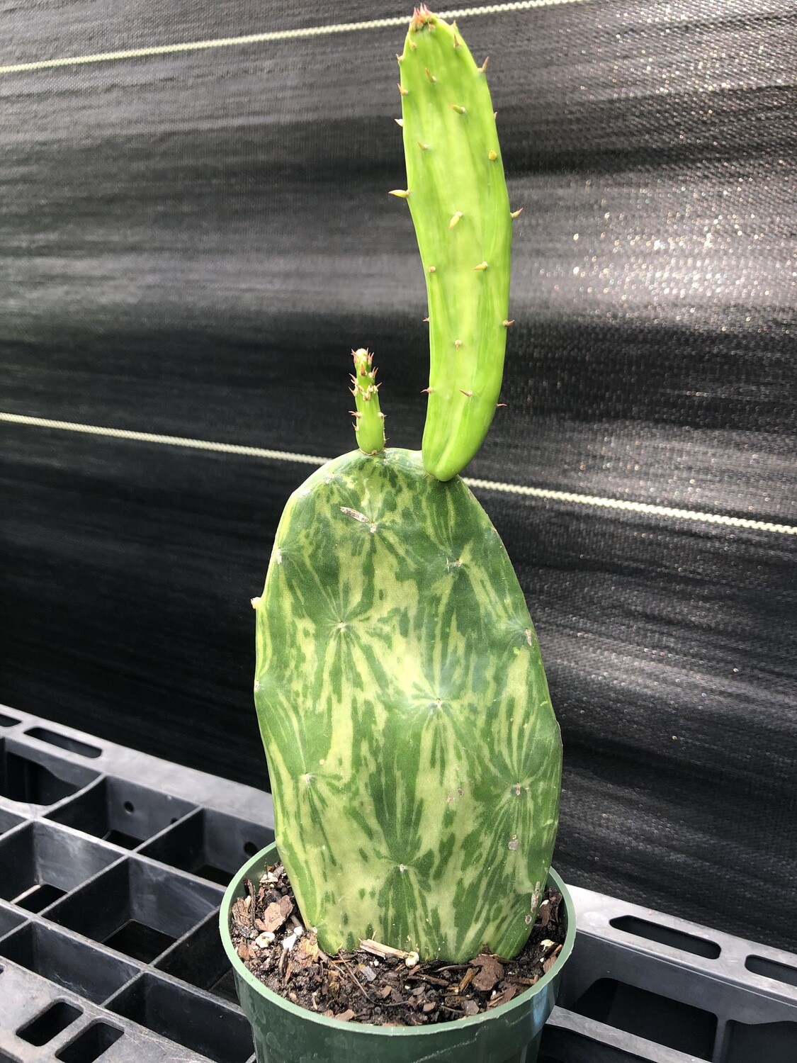 Cactus: Spineless Prickly Pear - Variegated (Nopales) 4"