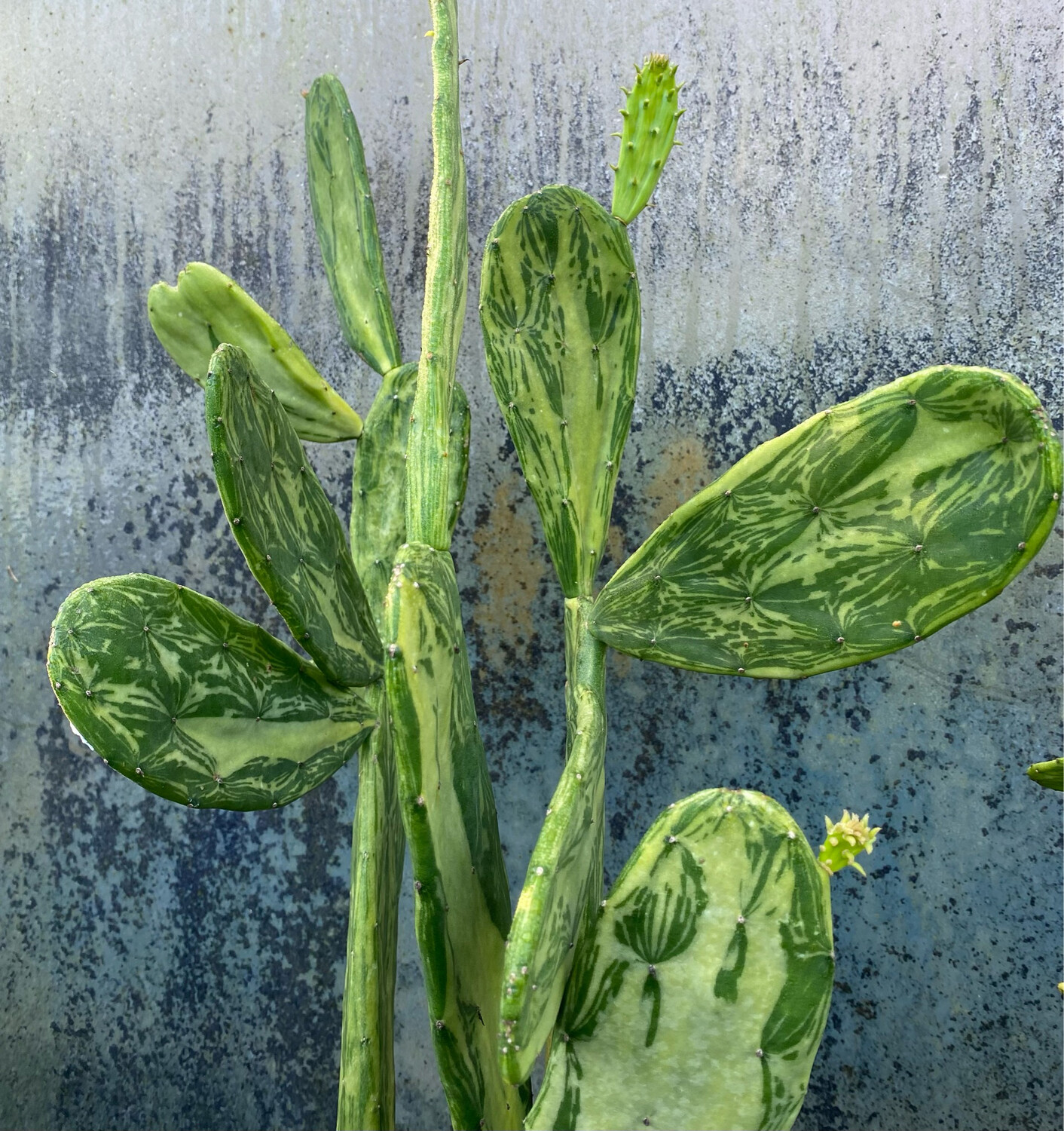 Cactus: Spineless Prickly Pear - Variegated (Nopales) 4"