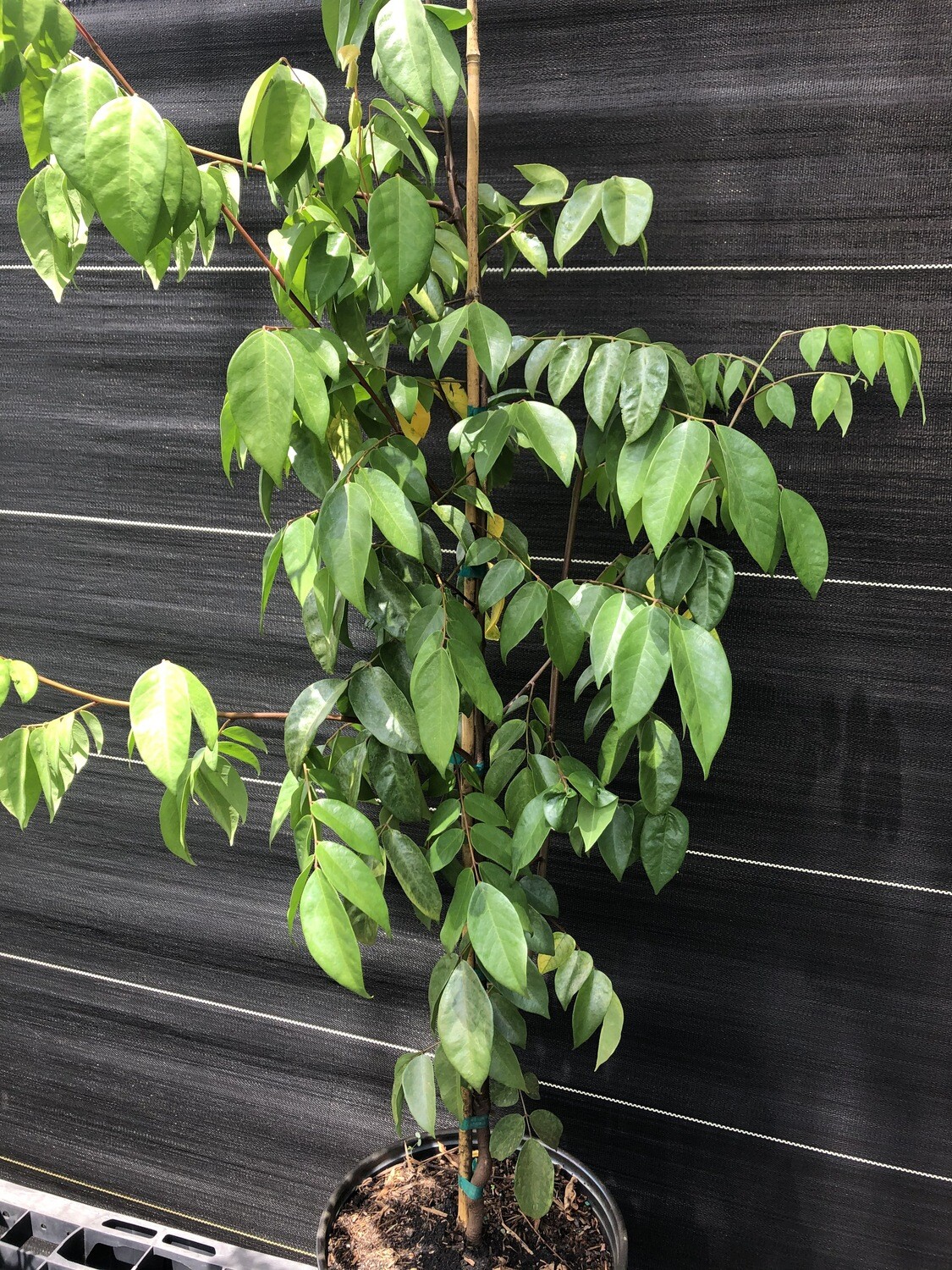 Starfruit - Fwang Tung (Averrhoa carambola ) 3G