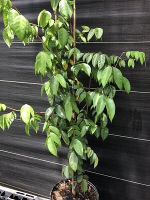 Starfruit - Fwang Tung (Averrhoa carambola ) 3G