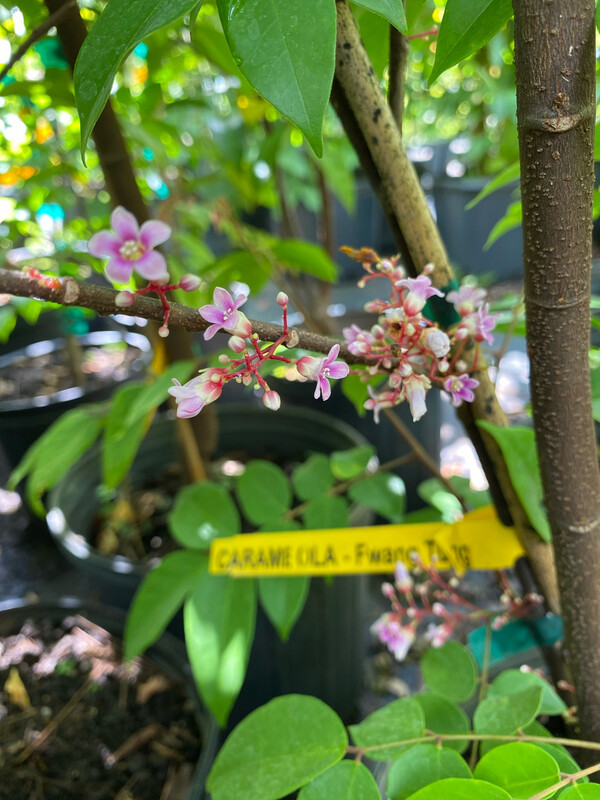 Starfruit - Fwang Tung (Averrhoa carambola ) 3G