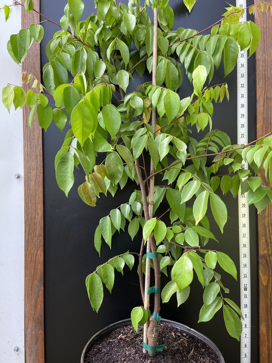 Starfruit - Kari (Averrhoa carambola) 3G