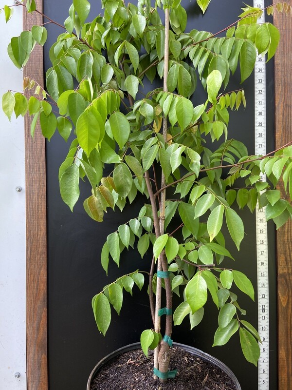 Starfruit - Kari (Averrhoa carambola) 3G