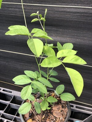 Butterfly Pea (Clitoria ternateas) 4"