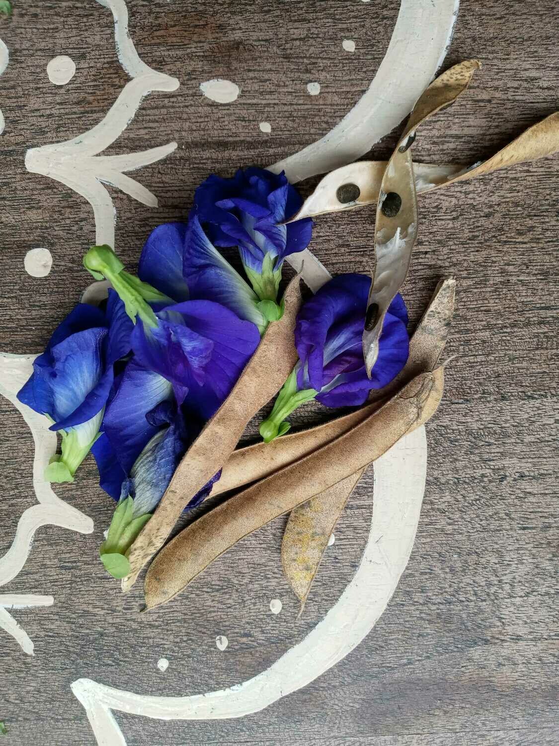 Butterfly Pea (Clitoria ternateas) 4"
