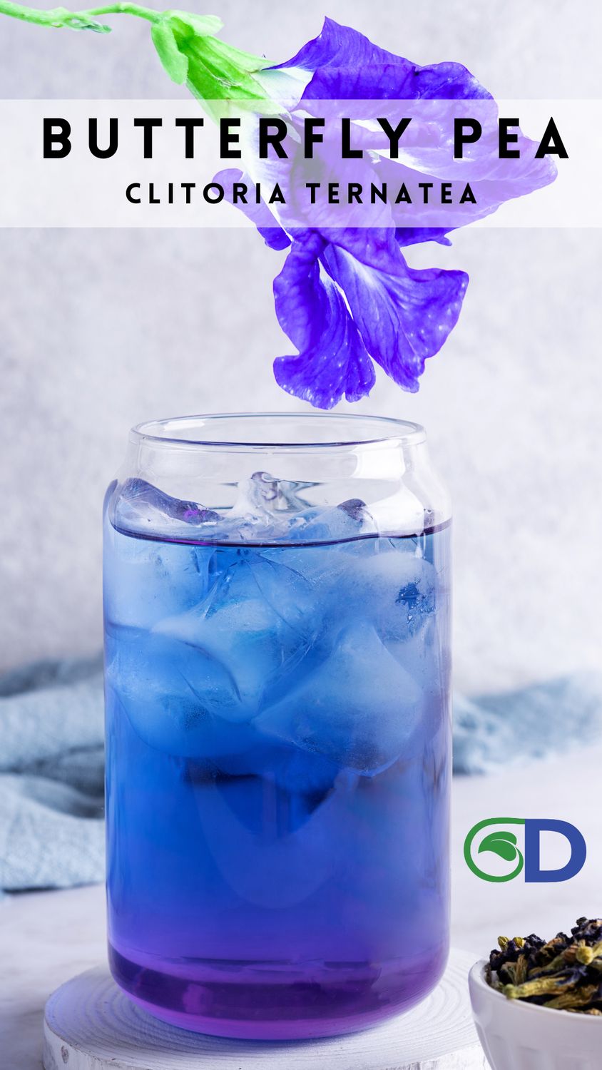 Butterfly Pea (Clitoria ternateas) 4"
