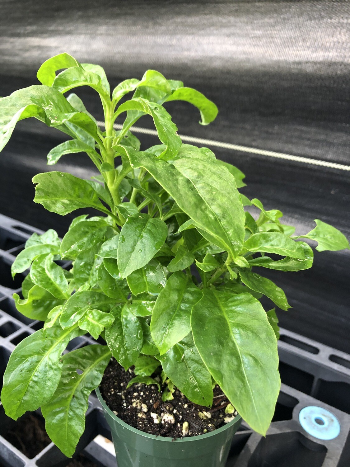 Spinach - Long Leaf Sissoo (Alternanthera sissoo) 4"