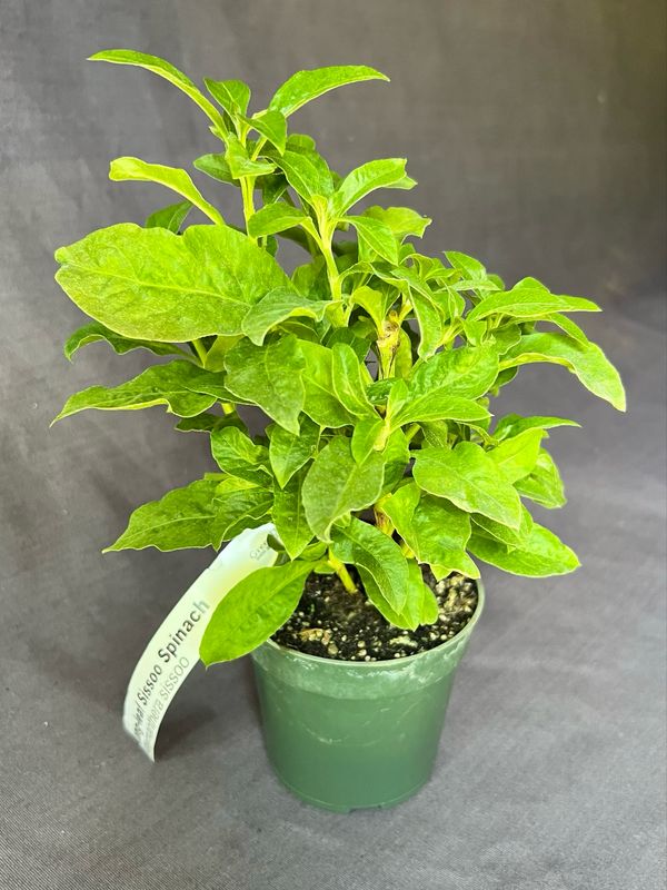 Spinach - Long Leaf Sissoo (Alternanthera sissoo) 4"
