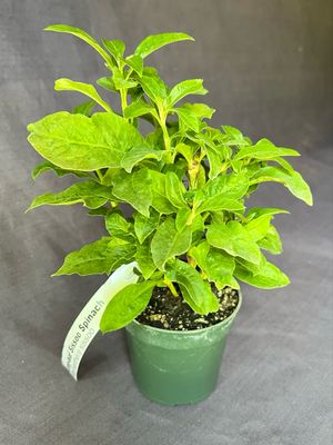 Spinach - Long Leaf Sissoo (Alternanthera sissoo) 4"