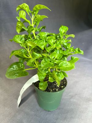 Spinach - Long Leaf Sissoo (Alternanthera sissoo) 4"