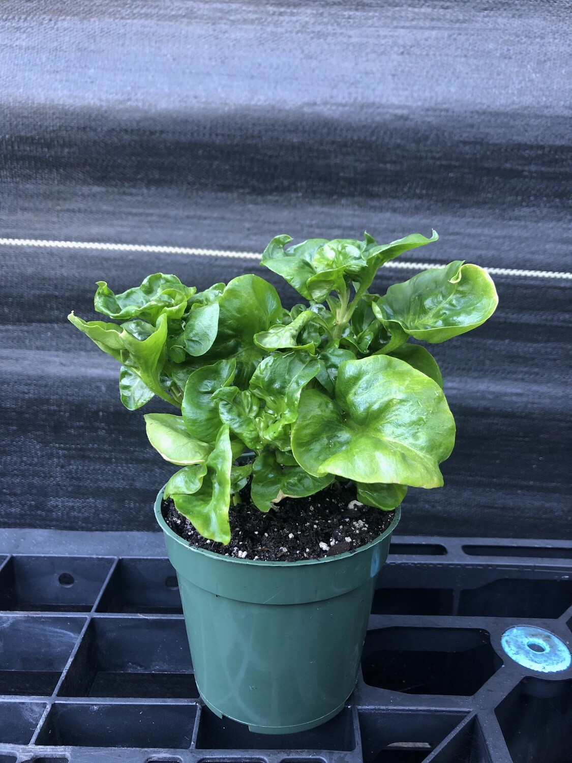 Spinach - Sissoo (Alternanthera sissoo) 4"