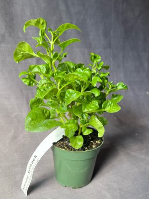 Spinach - Sissoo (Alternanthera sissoo) 4"