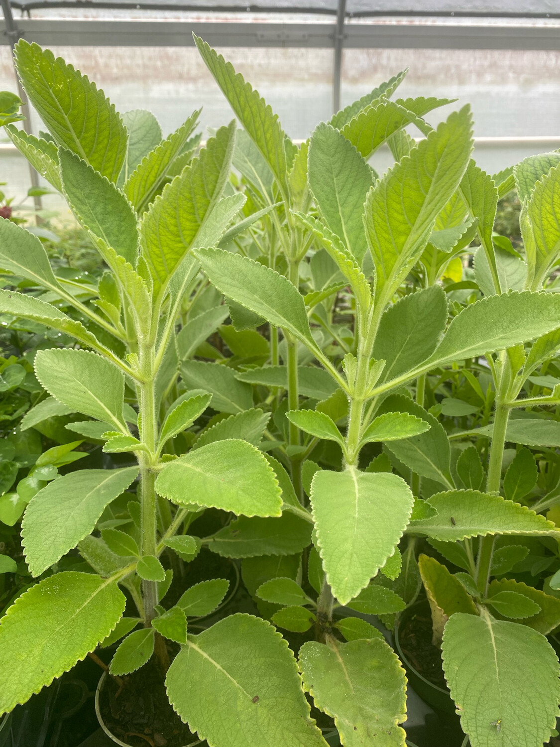 Blue Spur Flower/Toilet Paper Plant (Plectranthus barbatus) 4"
