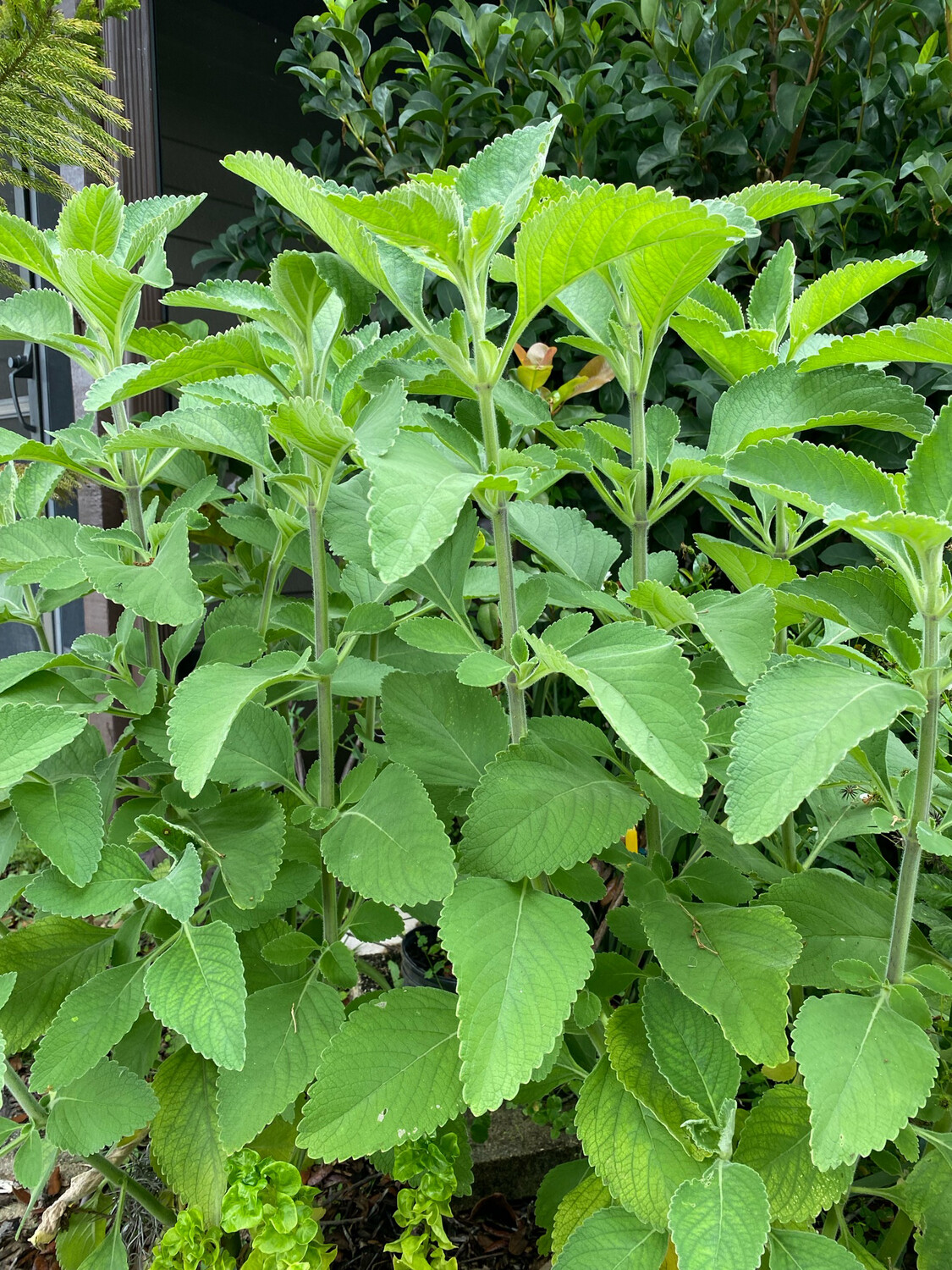 Blue Spur Flower/Toilet Paper Plant (Plectranthus barbatus) 4"