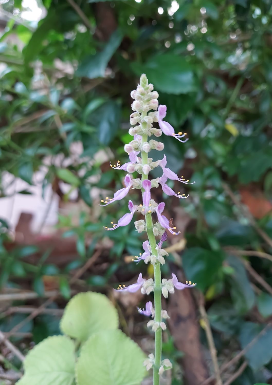 Blue Spur Flower/Toilet Paper Plant (Plectranthus barbatus) 4"