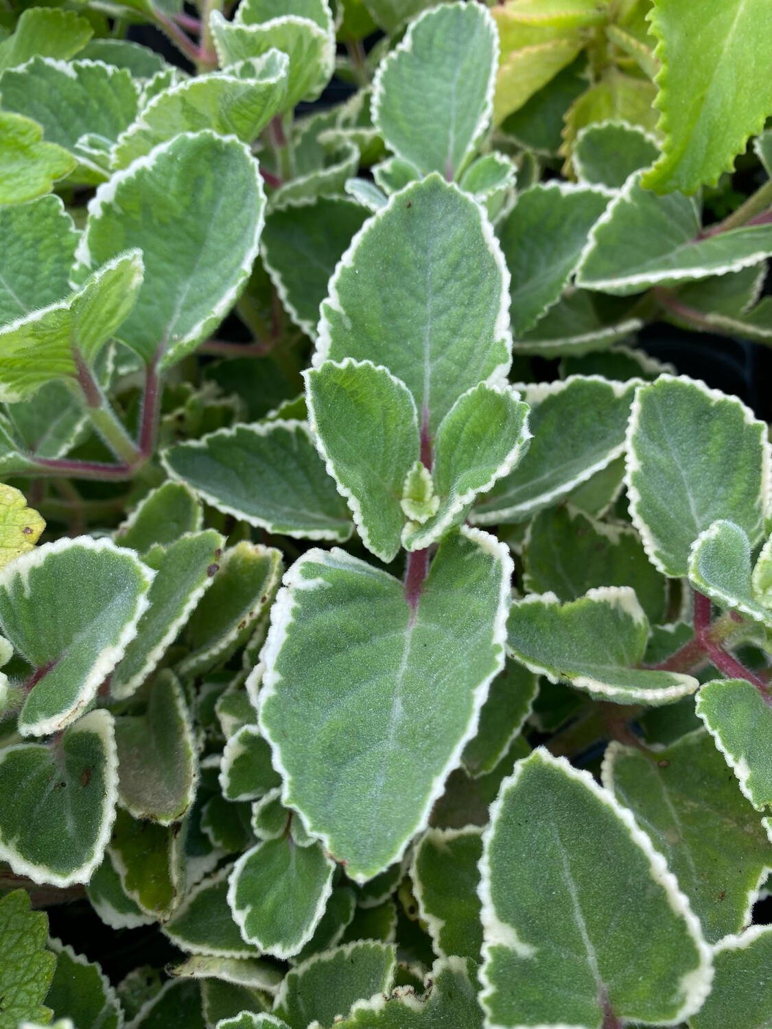 Oregano - Cuban, Variegated (Plectranthus amboinicus) 4"