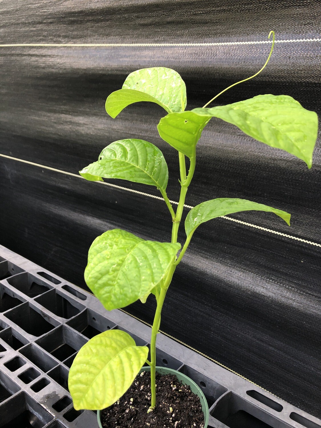 Passionfruit: Giant Granadilla (Passiflora quadrangularis) 4"