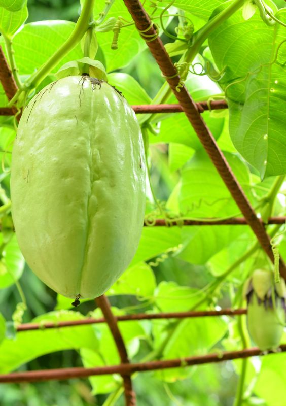 Passionfruit: Giant Granadilla (Passiflora quadrangularis) 4"