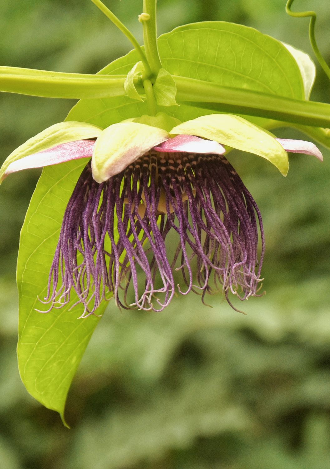Passionfruit: Giant Granadilla (Passiflora quadrangularis) 4"