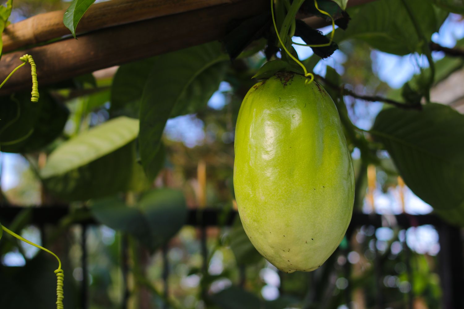 Passionfruit: Giant Granadilla (Passiflora quadrangularis) 4"