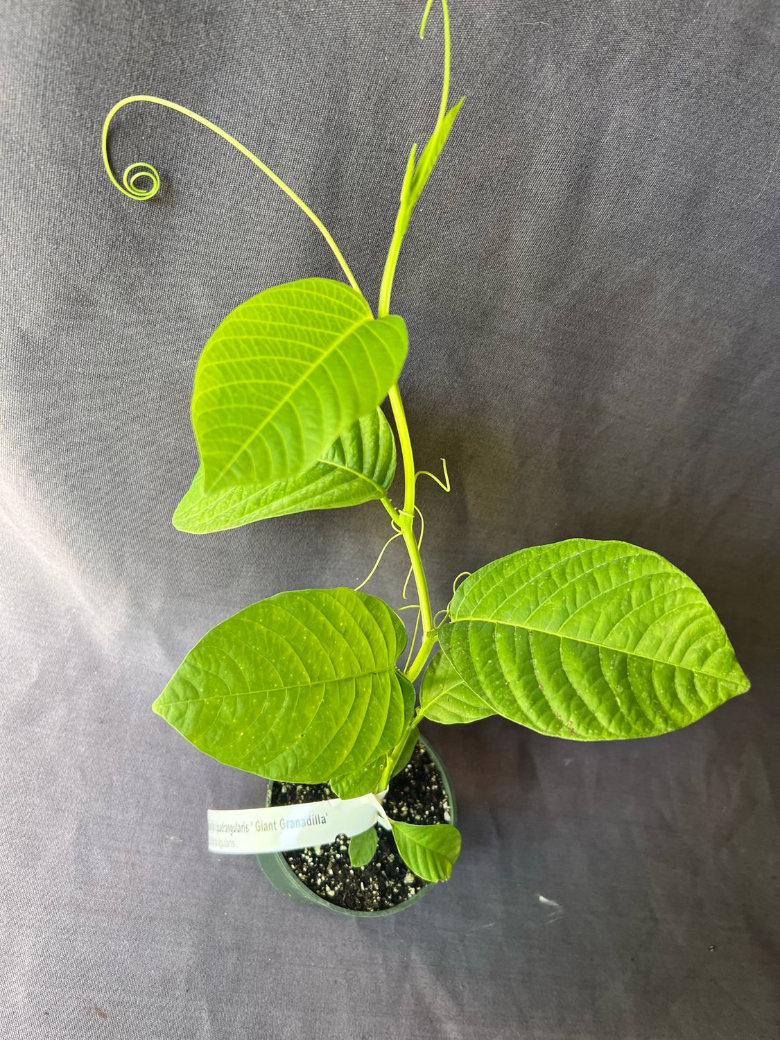 Passionfruit: Giant Granadilla (Passiflora quadrangularis) 4"