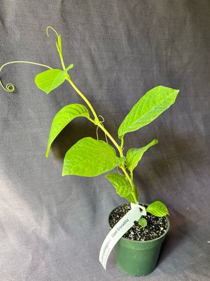 Passionfruit: Giant Granadilla (Passiflora quadrangularis) 4"
