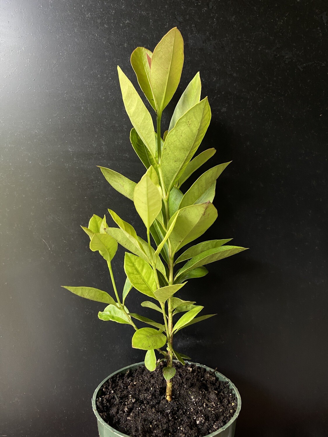 Guava - Lemon Cattley (Psidium cattleyanum) 4"