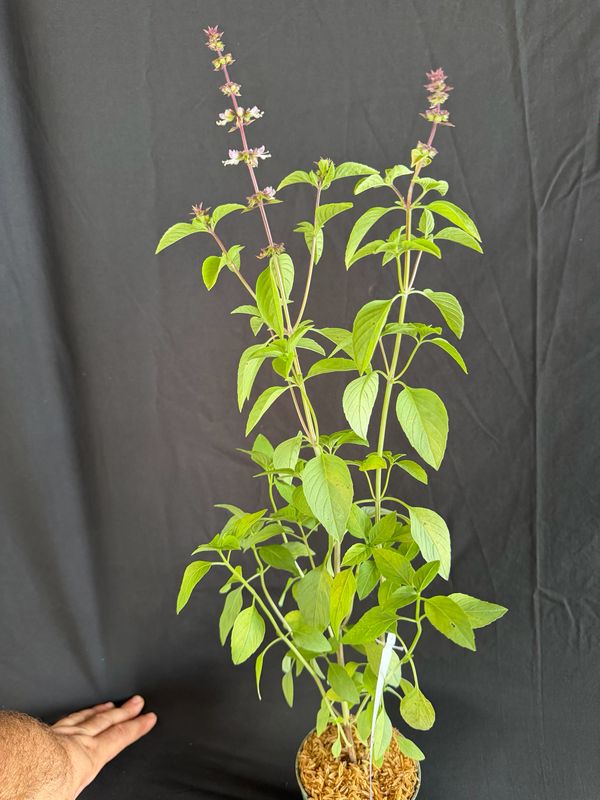 Basil - Thai (Ocimum Basilicum var. Thysiflora)