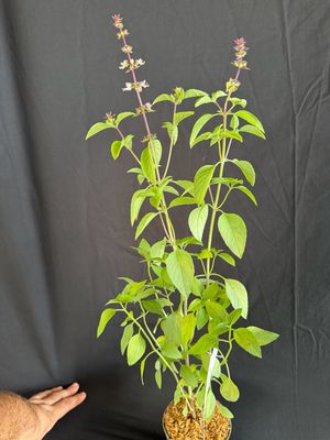 Basil - Thai (Ocimum Basilicum var. Thysiflora)
