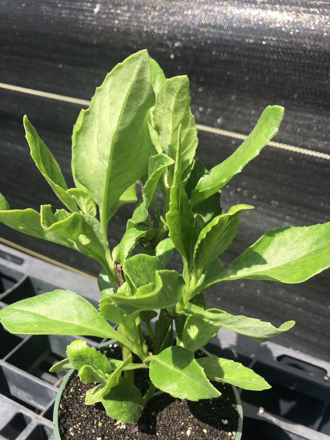 Spinach - Longevity (Gynura procumbens) 4"