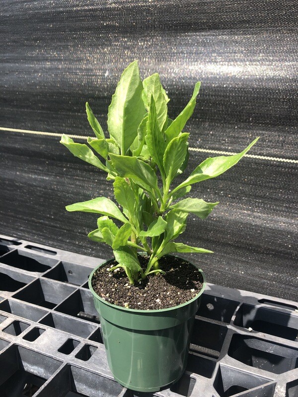 Spinach - Longevity (Gynura procumbens) 4"
