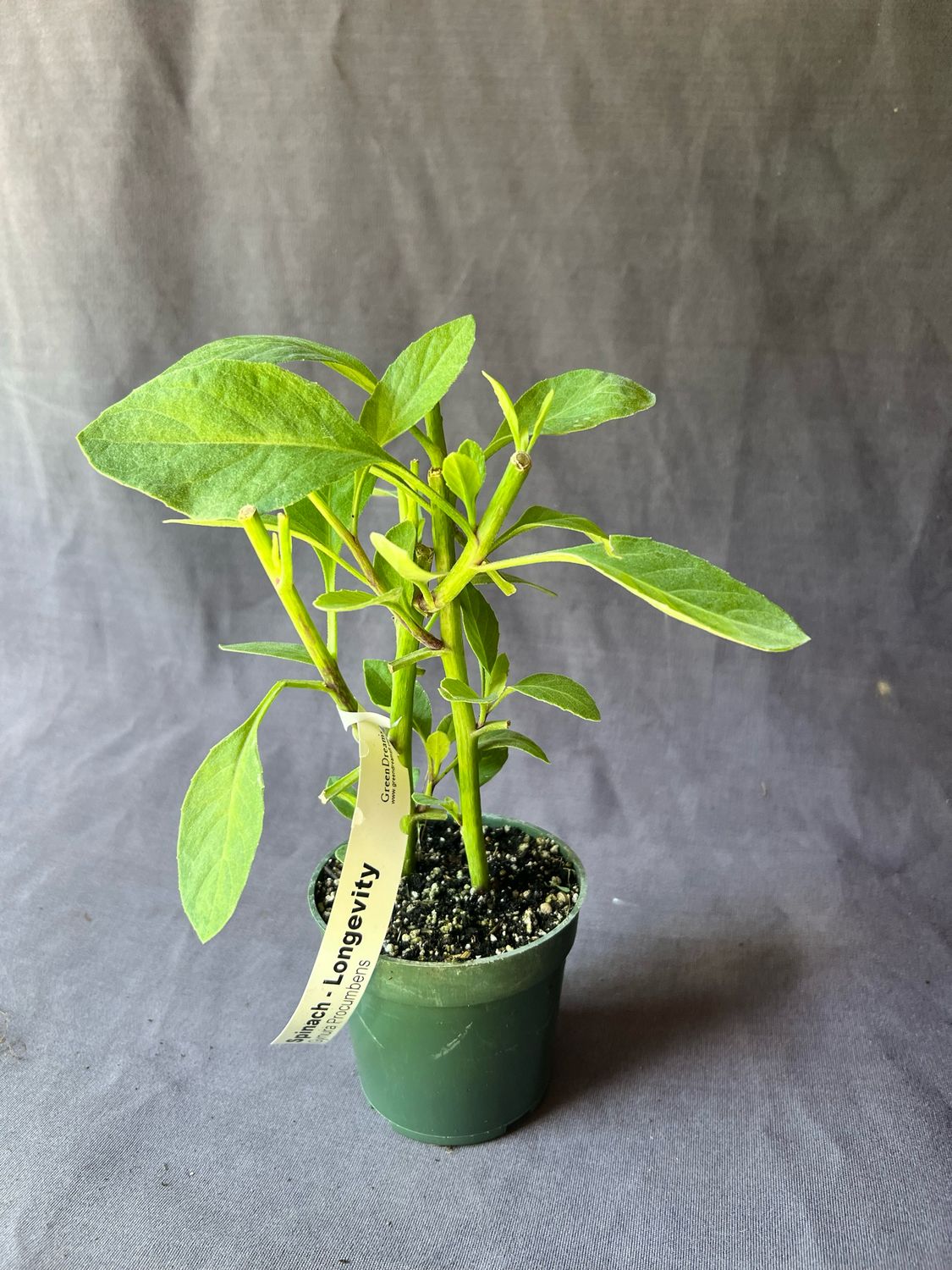 Spinach - Longevity (Gynura procumbens) 4"