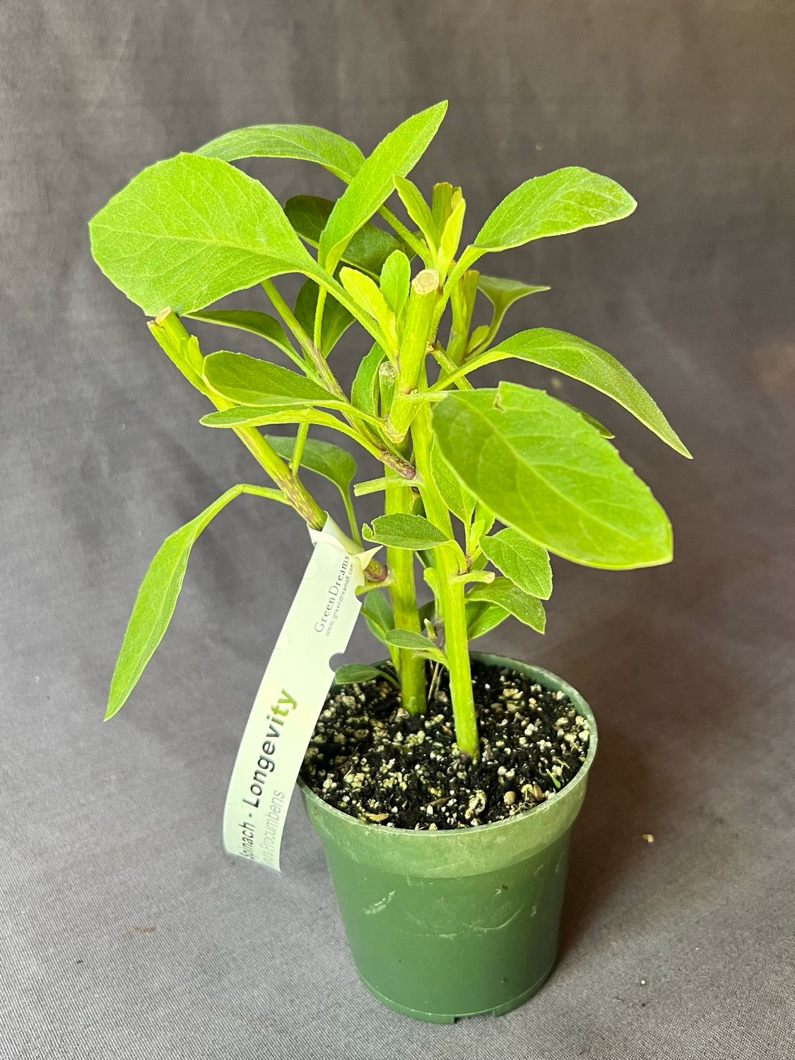 Spinach - Longevity (Gynura procumbens) 4"