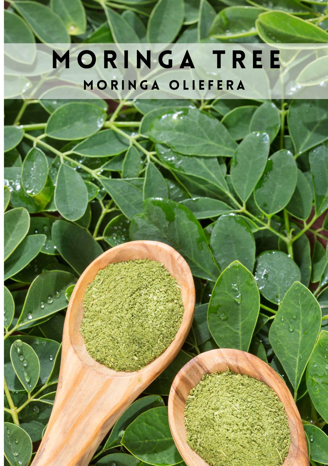 Moringa Tree (Moringa oleifera) 4"