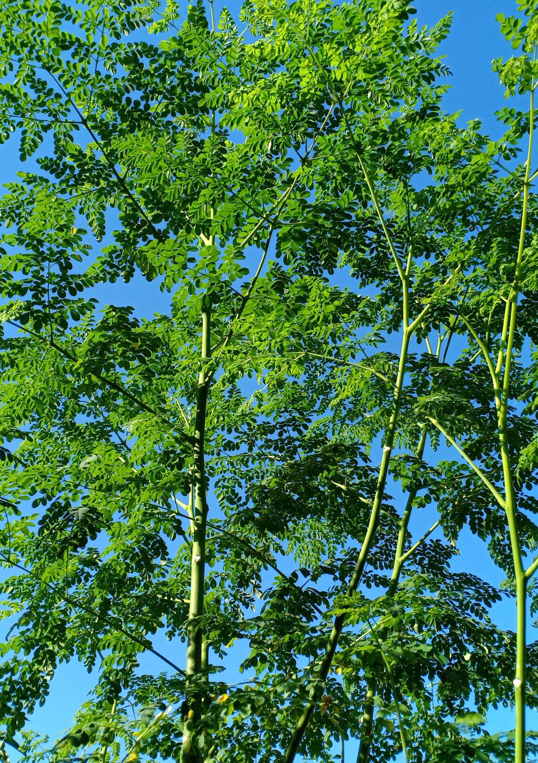 Moringa Tree (Moringa oleifera) 4"