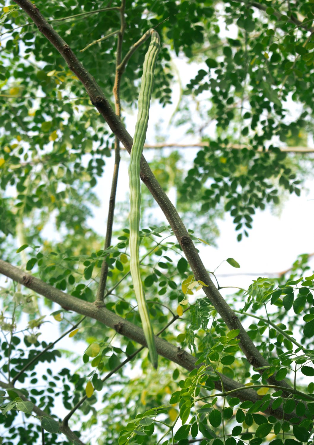 Moringa Tree (Moringa oleifera) 4"