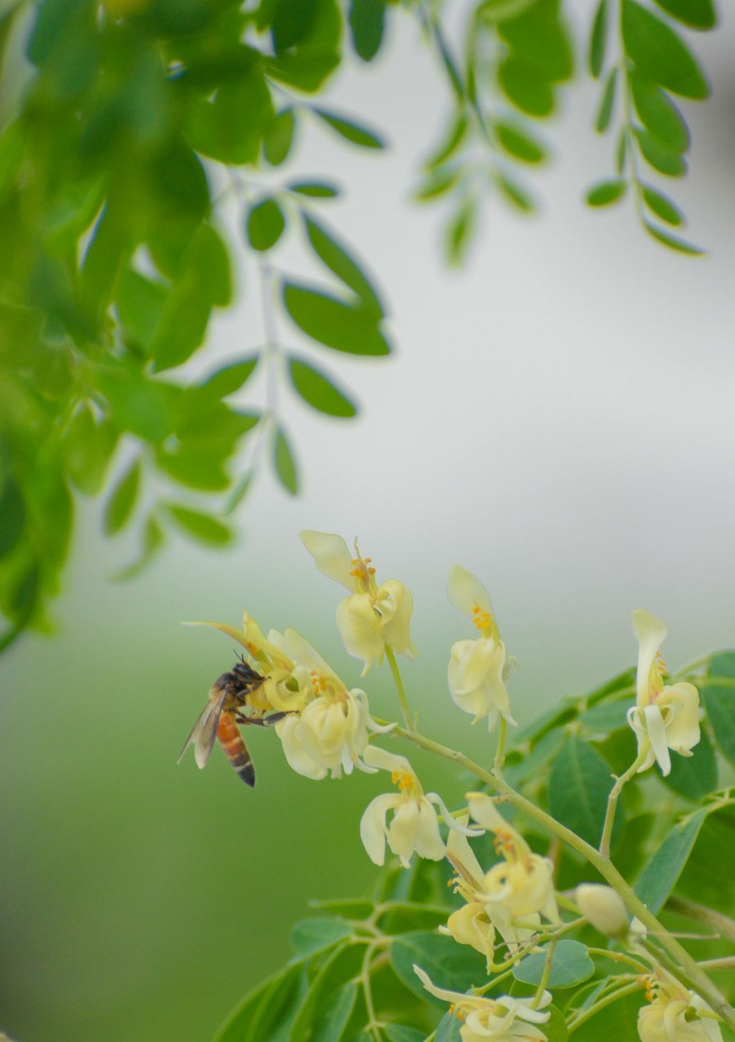 Moringa Tree (Moringa oleifera) 4"