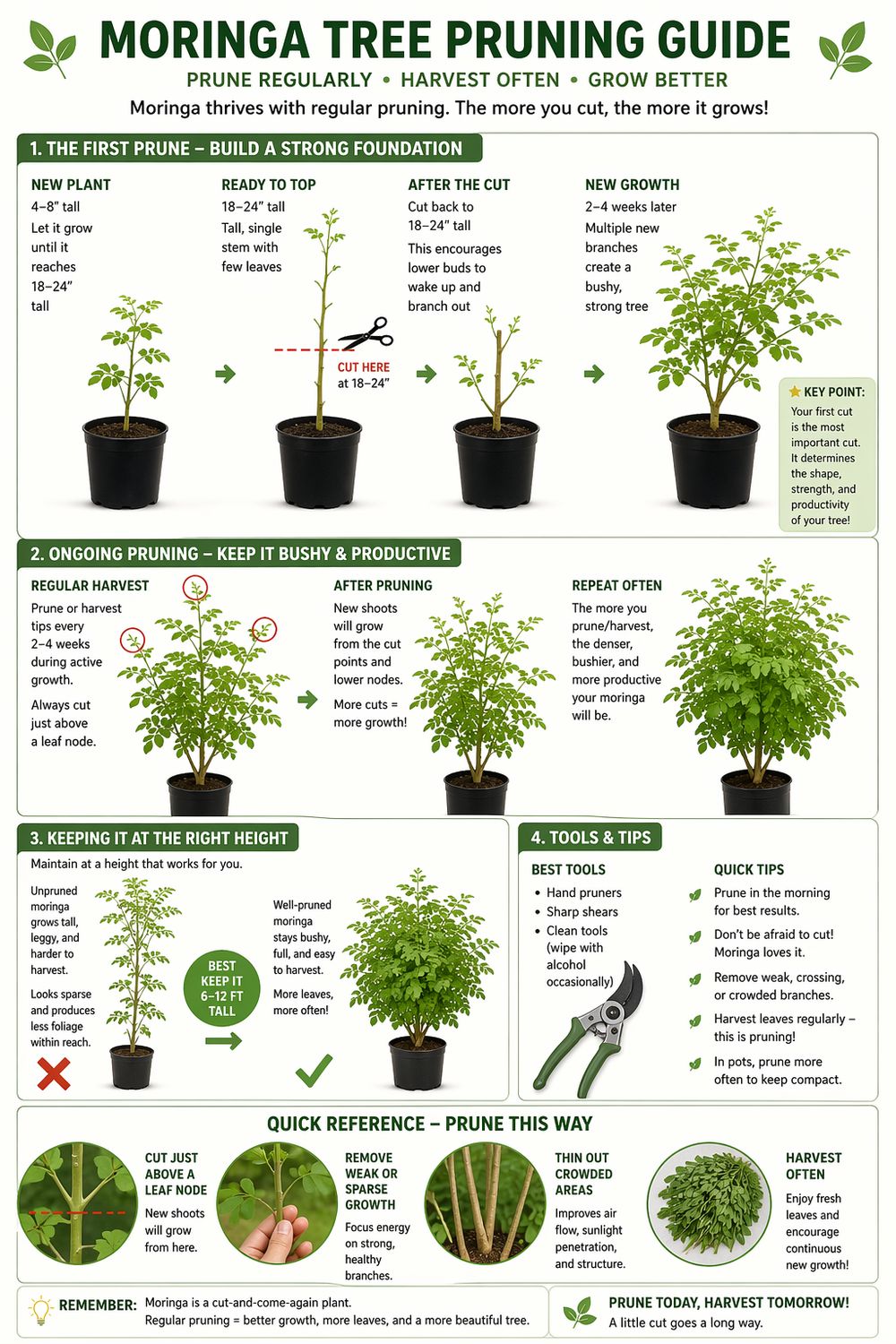 Moringa Tree (Moringa oleifera) 4"