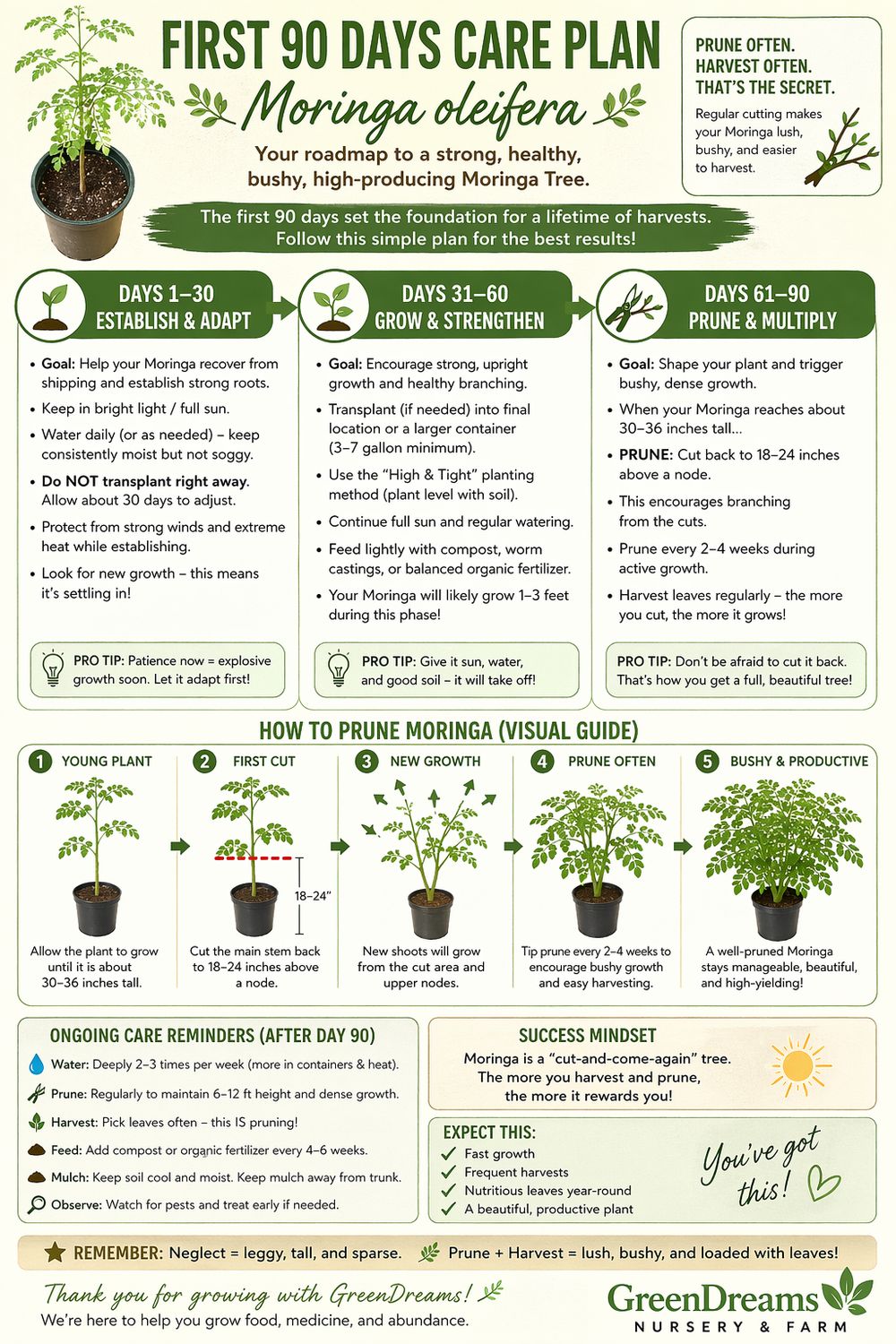 Moringa Tree (Moringa oleifera) 4"