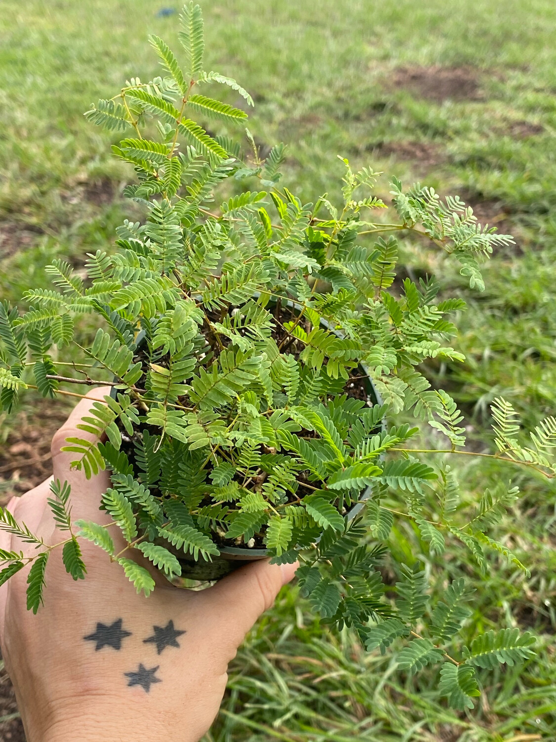 Sunshine Mimosa (Mimosa strigillosa) 4"