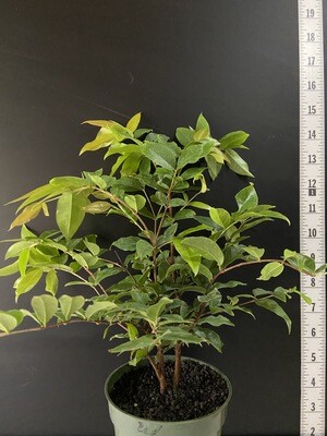 Jaboticaba Tree - Red (Plinia cauliflora) 4"