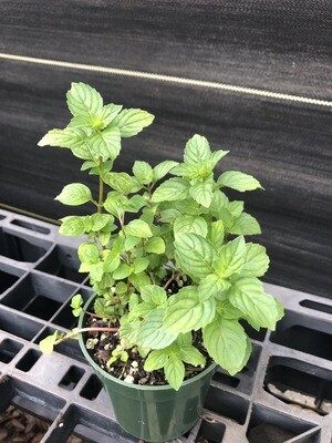 Mint - Ginger (Mentha x gracilis 'Ginger') 4"