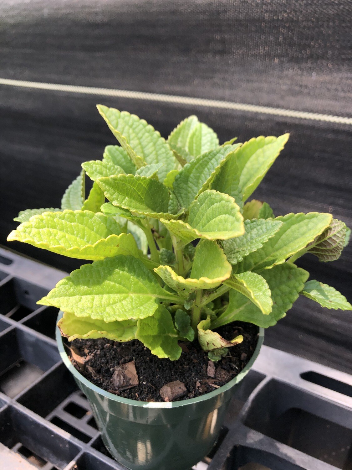African Potato Mint, Plectranthus rotundifolius, 4"