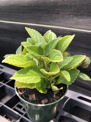 African Potato Mint (Plectranthus rotundifolius) 4"