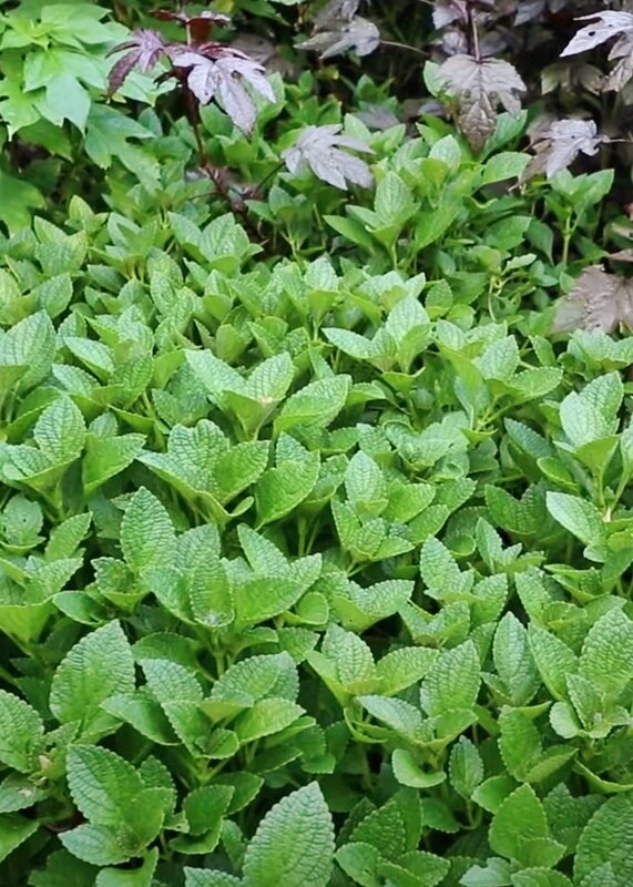 African Potato Mint, Plectranthus rotundifolius, 4"