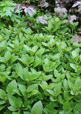 African Potato Mint, Plectranthus rotundifolius, 4"