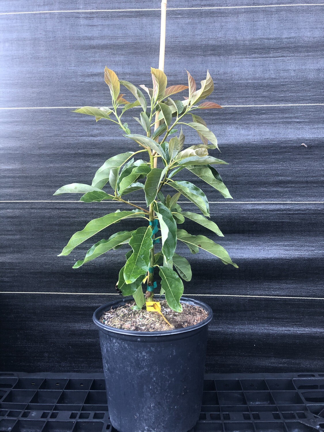 Avocado - 'Brogdon', Persea americana - 3G