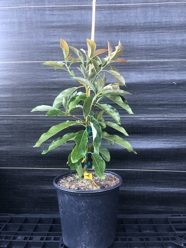 Avocado - 'Brogdon', Persea americana - 3G