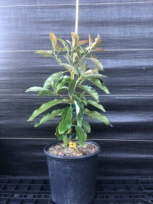 Avocado - 'Brogdon', Persea americana - 3G